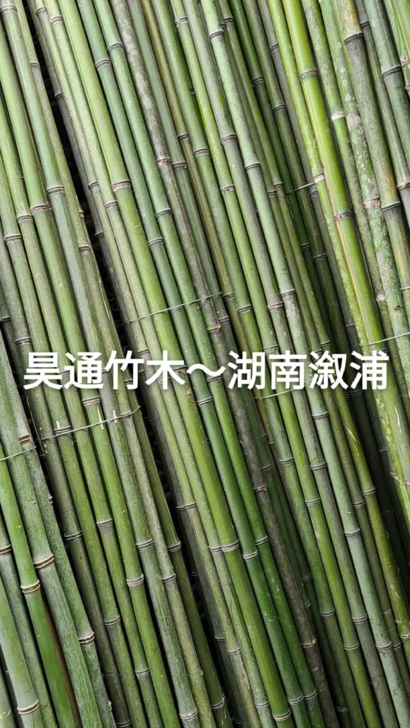 湘西雪峰山菜架竹、小竹竿、竹架条、金竹、白竹