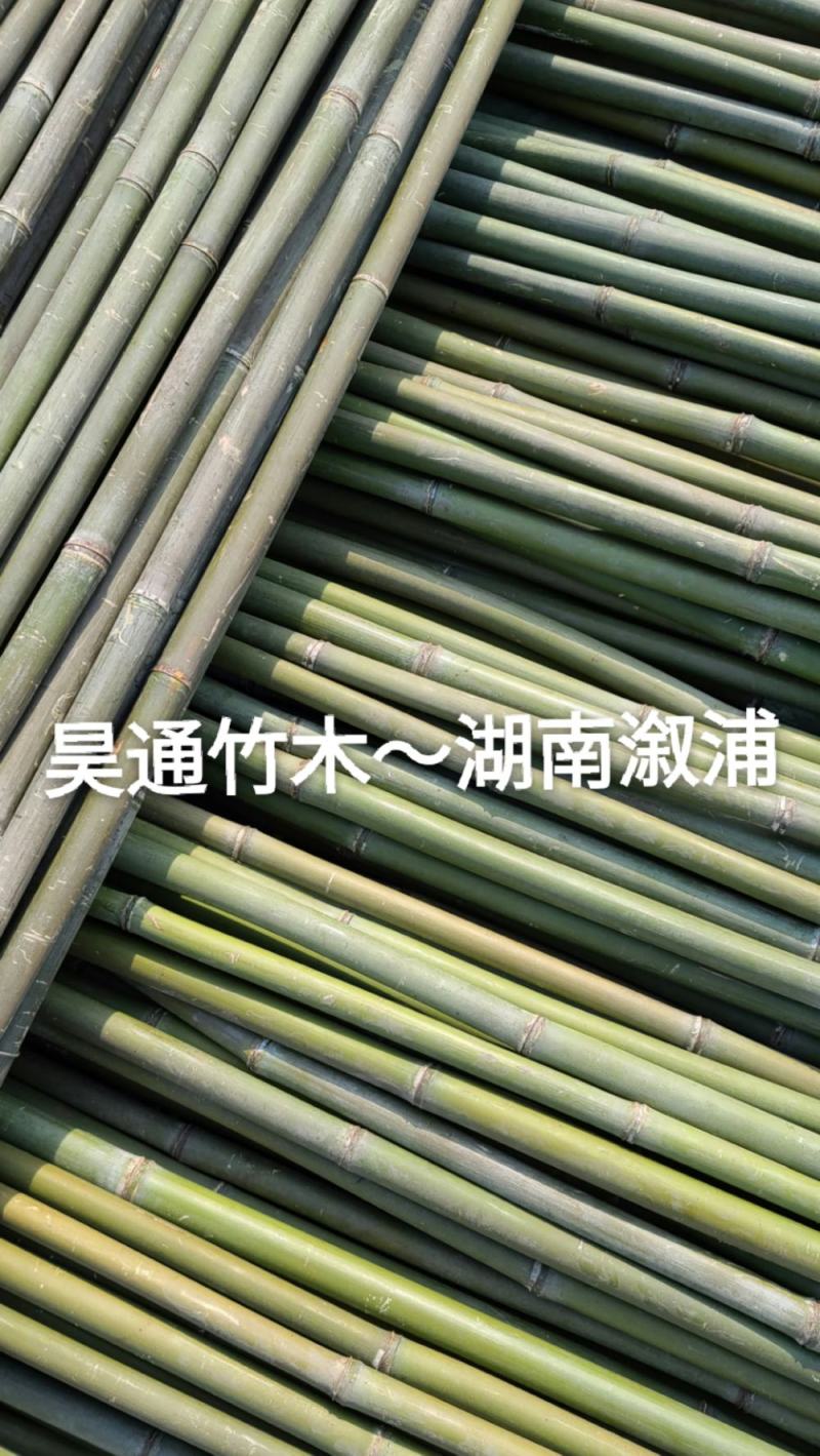 湘西雪峰山菜架竹、小竹竿、竹架条、金竹、白竹