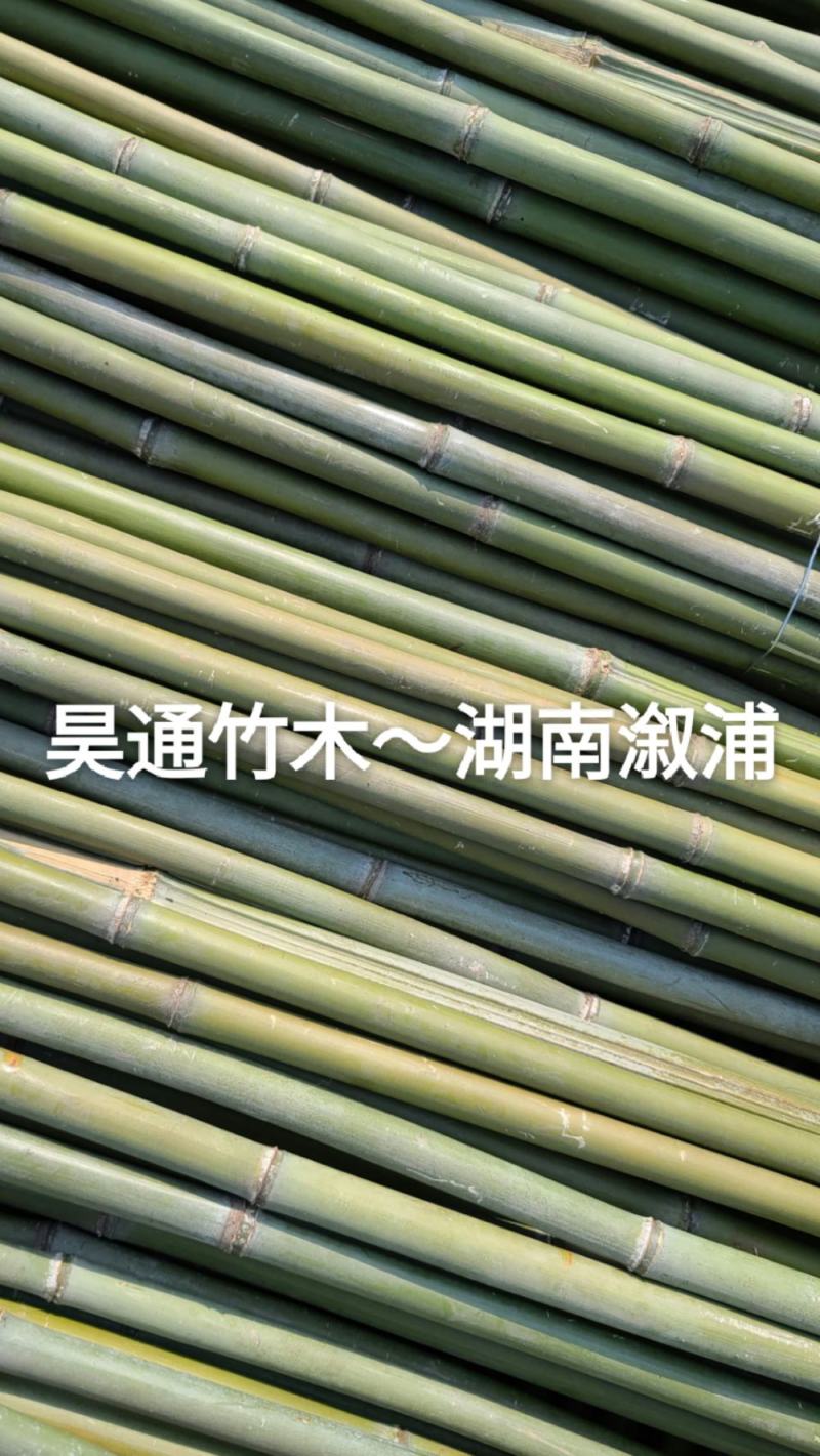 湘西雪峰山菜架竹、小竹竿、竹架条、金竹、白竹