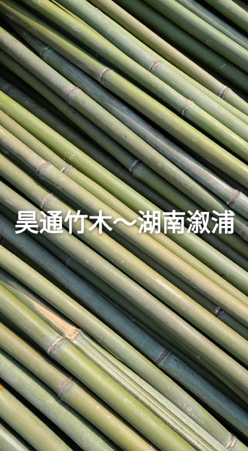 湘西雪峰山菜架竹、小竹竿、竹架条、金竹、白竹