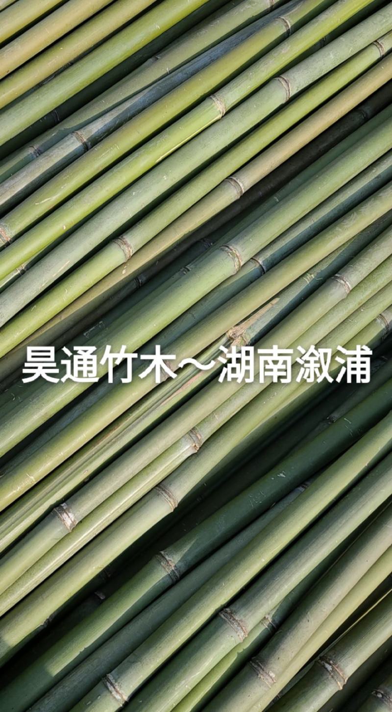 湘西雪峰山菜架竹、小竹竿、竹架条、金竹、白竹