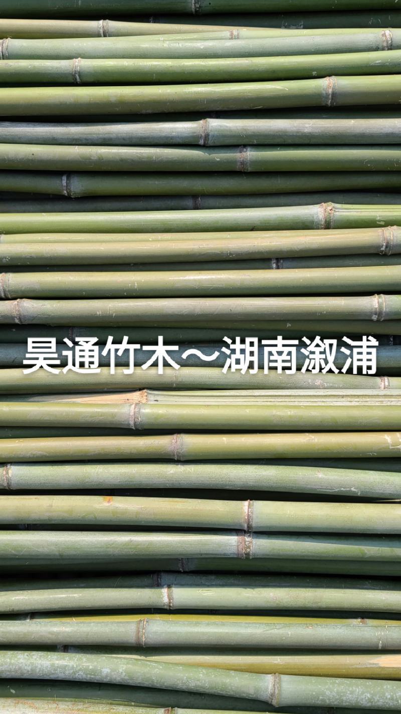 湘西雪峰山菜架竹、小竹竿、竹架条、金竹、白竹