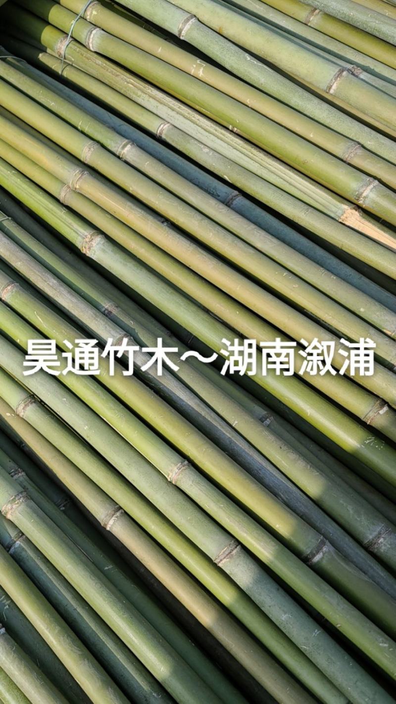 湘西雪峰山菜架竹、小竹竿、竹架条、金竹、白竹