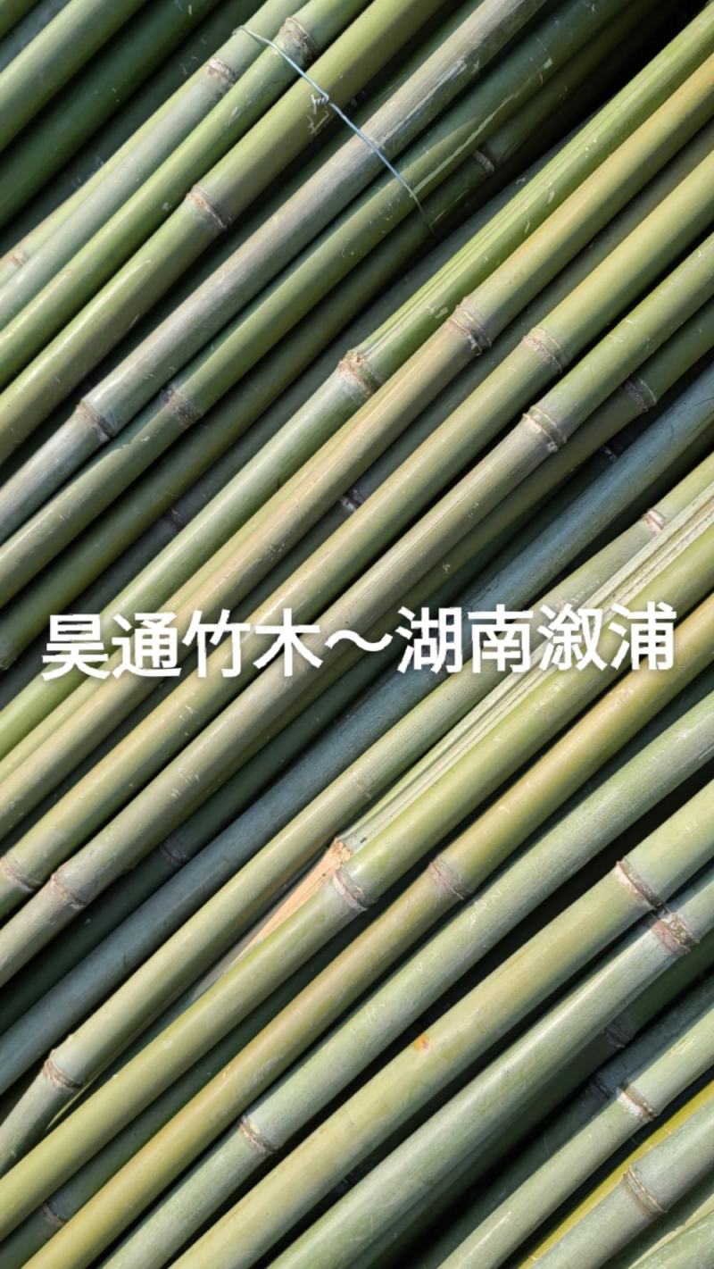 湘西雪峰山菜架竹、小竹竿、竹架条、金竹、白竹