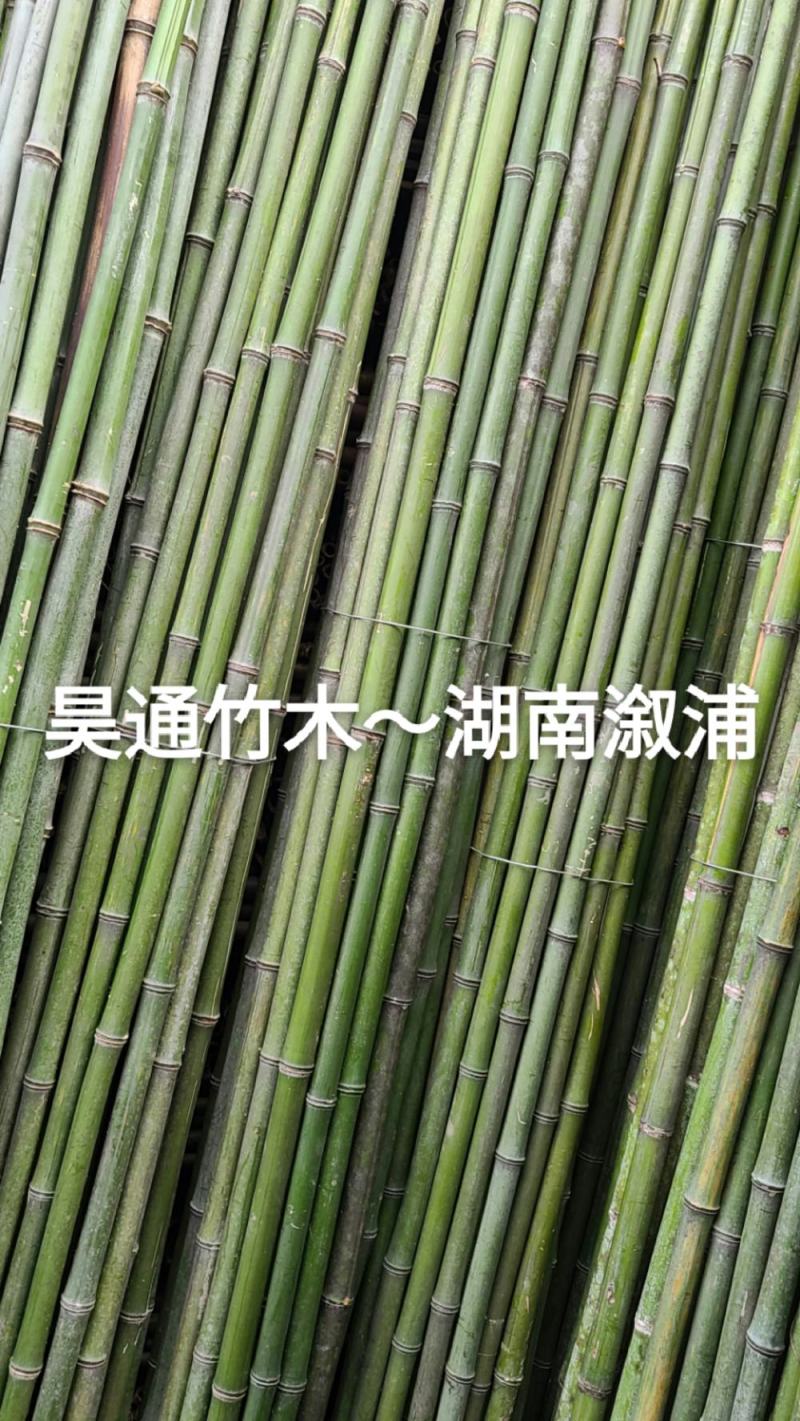 湘西雪峰山菜架竹、小竹竿、竹架条、金竹、白竹