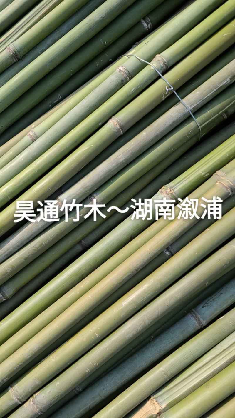 湘西雪峰山菜架竹、小竹竿、竹架条、金竹、白竹