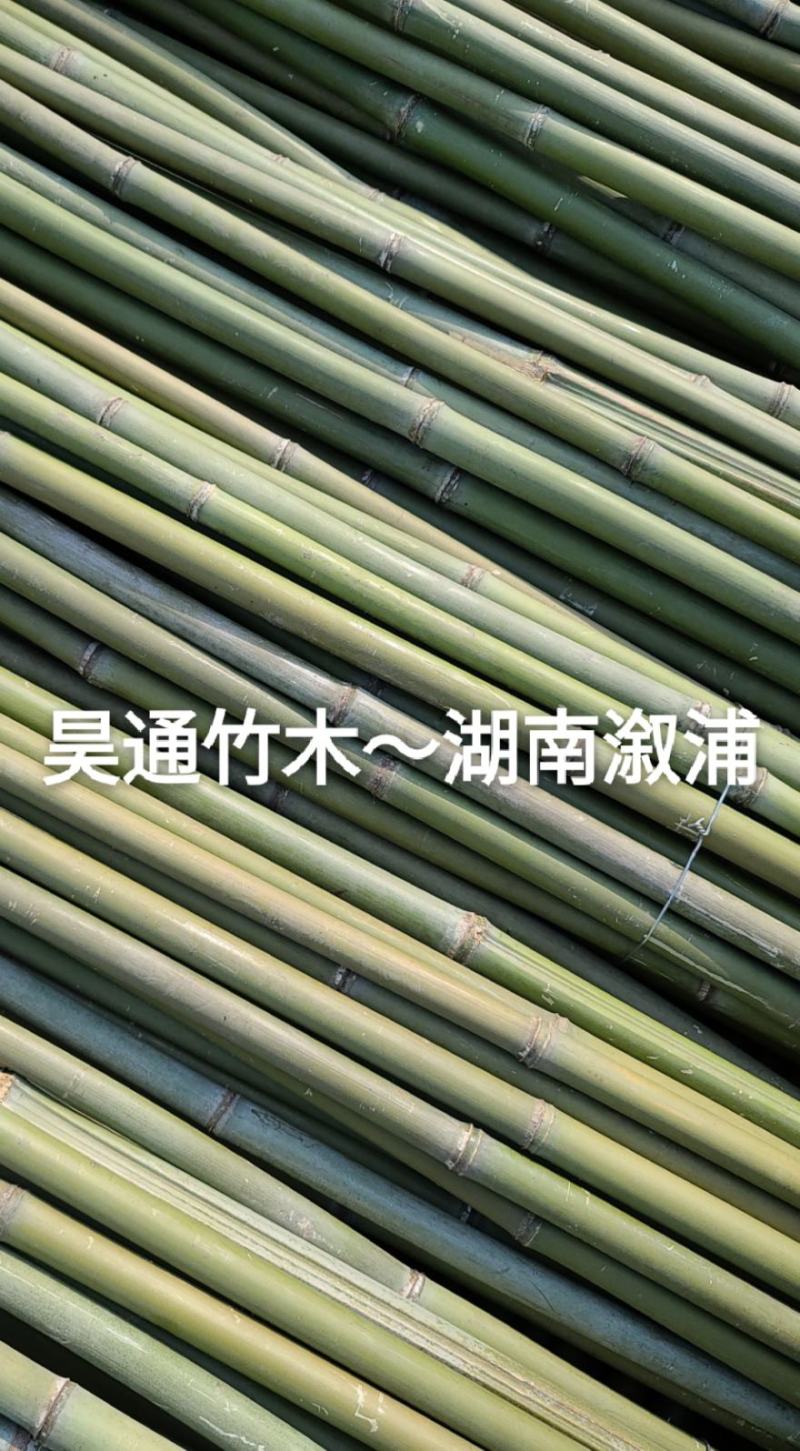 湘西雪峰山菜架竹、小竹竿、竹架条、金竹、白竹