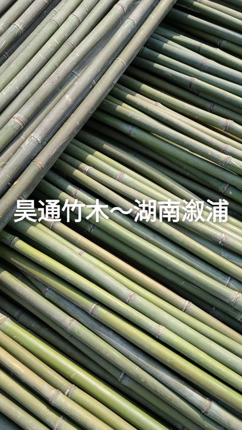 湘西雪峰山菜架竹、小竹竿、竹架条、金竹、白竹