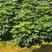 新采八角金盘种子花卉种子绿植种子八手种子手树种子金刚纂