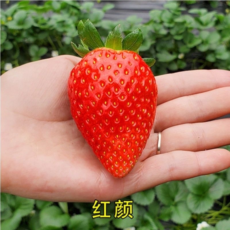 四季奶油草莓苗南北方种植盆栽地栽阳台种植好吃四季白草莓