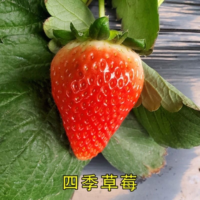 四季奶油草莓苗南北方种植盆栽地栽阳台种植好吃四季白草莓