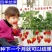 四季奶油草莓苗南北方种植盆栽地栽阳台种植好吃四季白草莓