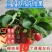 四季奶油草莓苗南北方种植盆栽地栽阳台种植好吃四季白草莓