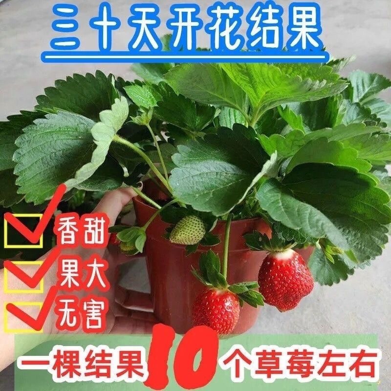 四季奶油草莓苗南北方种植盆栽地栽阳台种植好吃四季白草莓