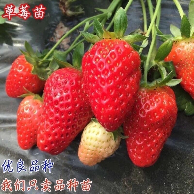 四季奶油草莓苗南北方种植盆栽地栽阳台种植好吃四季白草莓