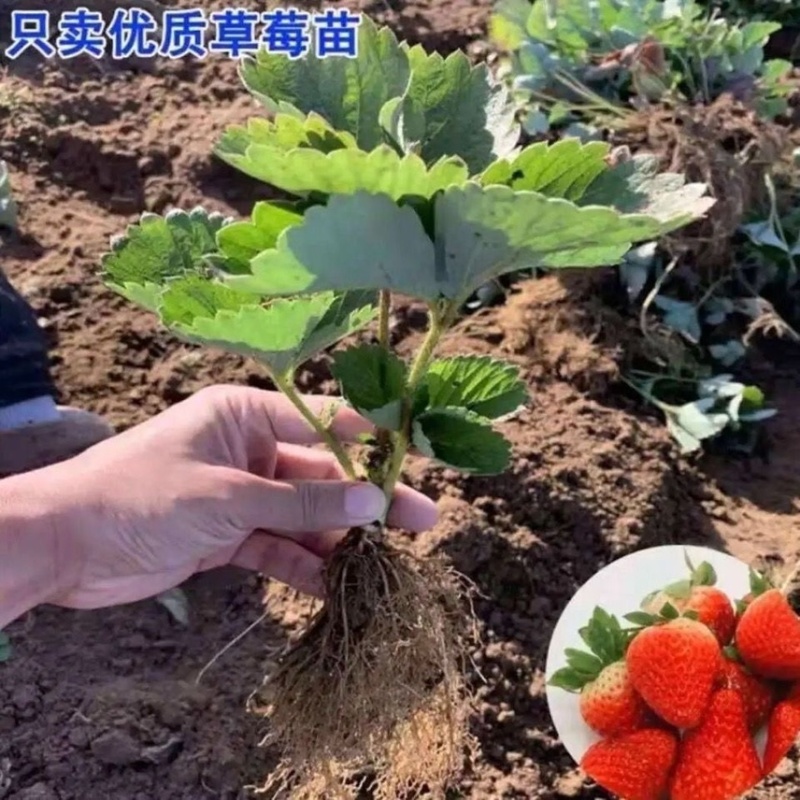 四季奶油草莓苗南北方种植盆栽地栽阳台种植好吃四季白草莓