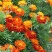 孔雀草种子混色四季易活复色小万寿菊花籽观赏阳台盆栽