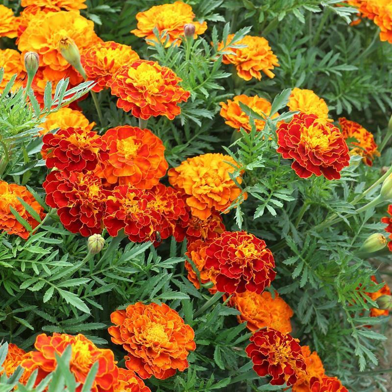孔雀草种子混色四季易活复色小万寿菊花籽观赏阳台盆栽