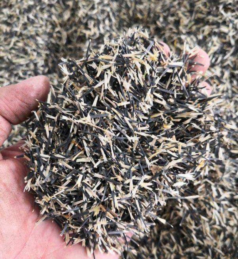 孔雀草种子混色四季易活复色小万寿菊花籽观赏阳台盆栽