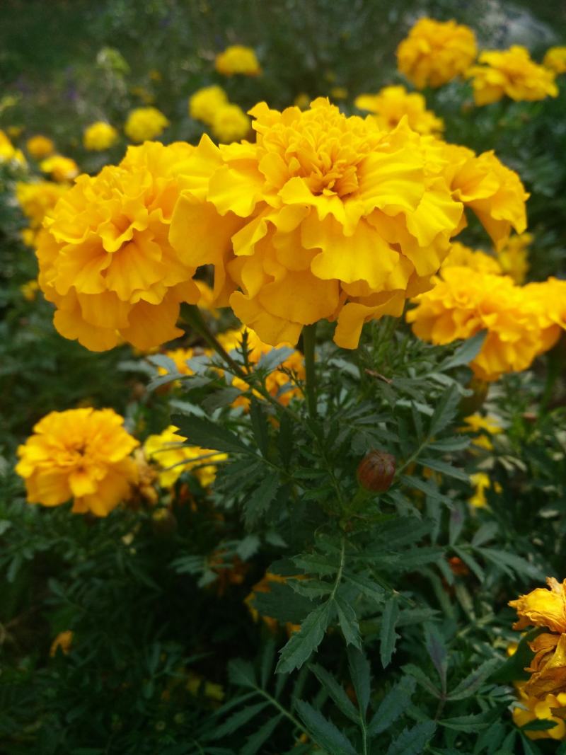 孔雀草种子混色四季易活复色小万寿菊花籽观赏阳台盆栽