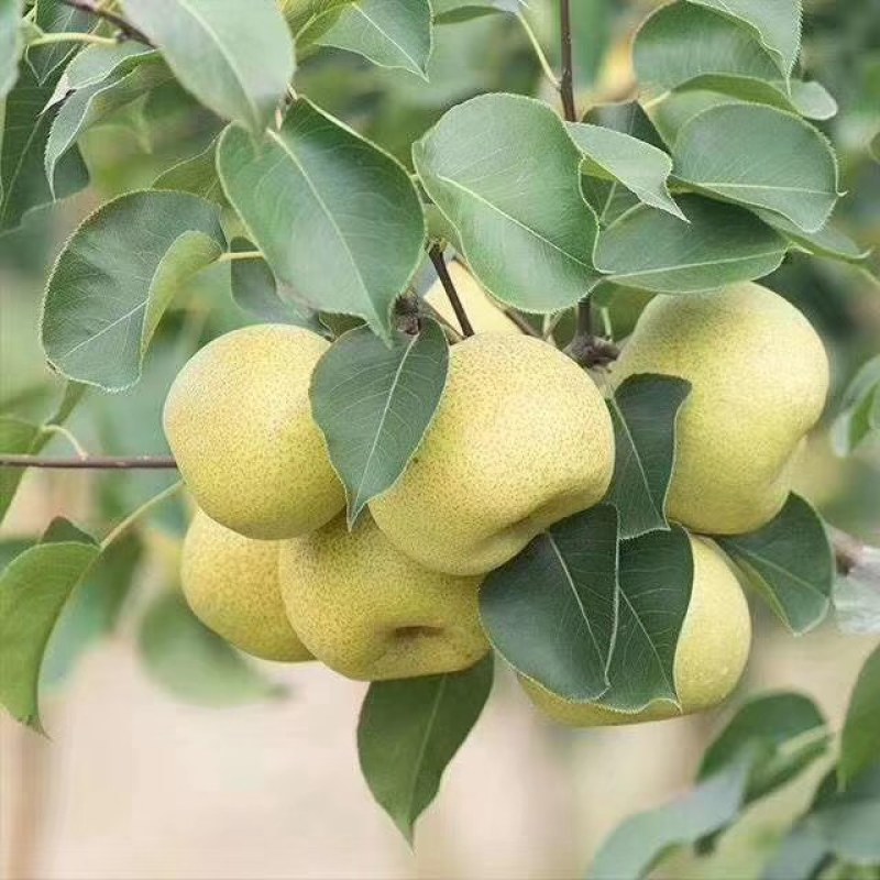 砀山梨，