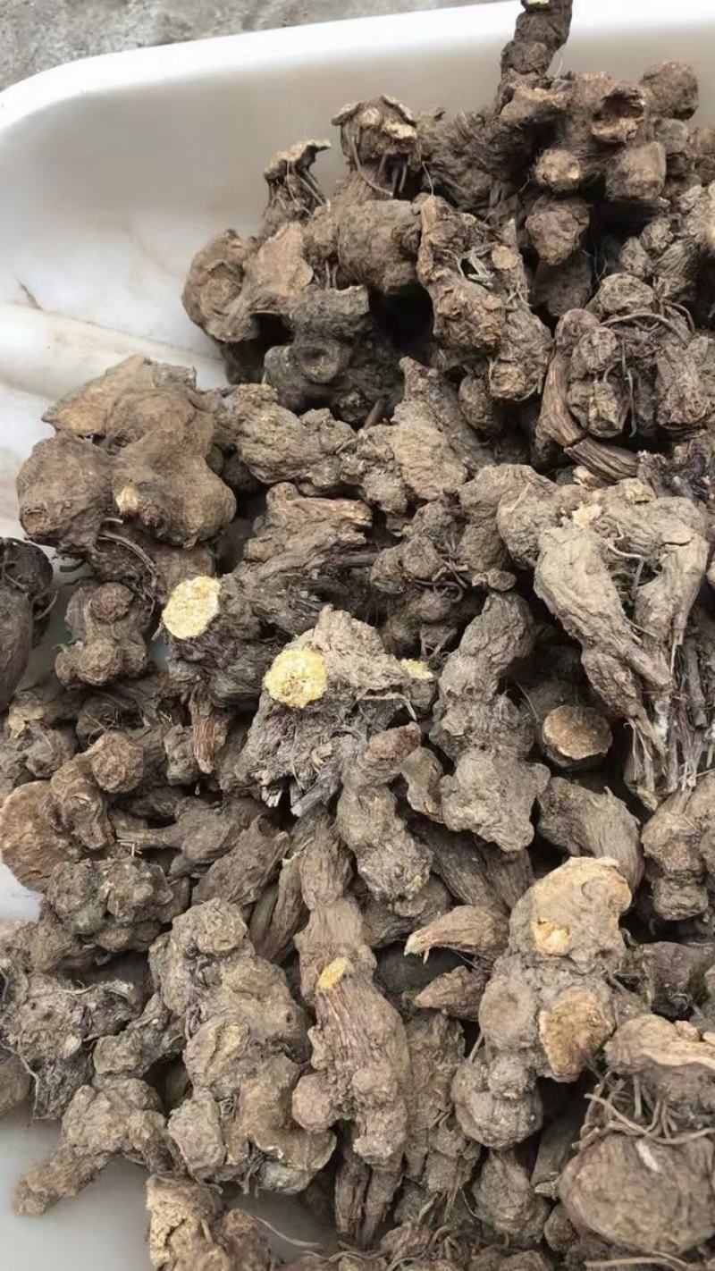 苍术新货苍术干货统货个子仓术南苍术茅苍术