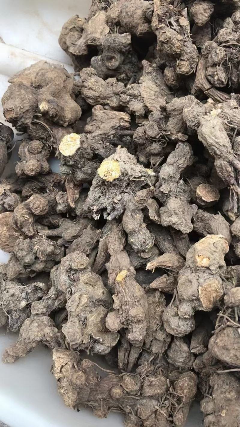 苍术新货苍术干货统货个子仓术南苍术茅苍术