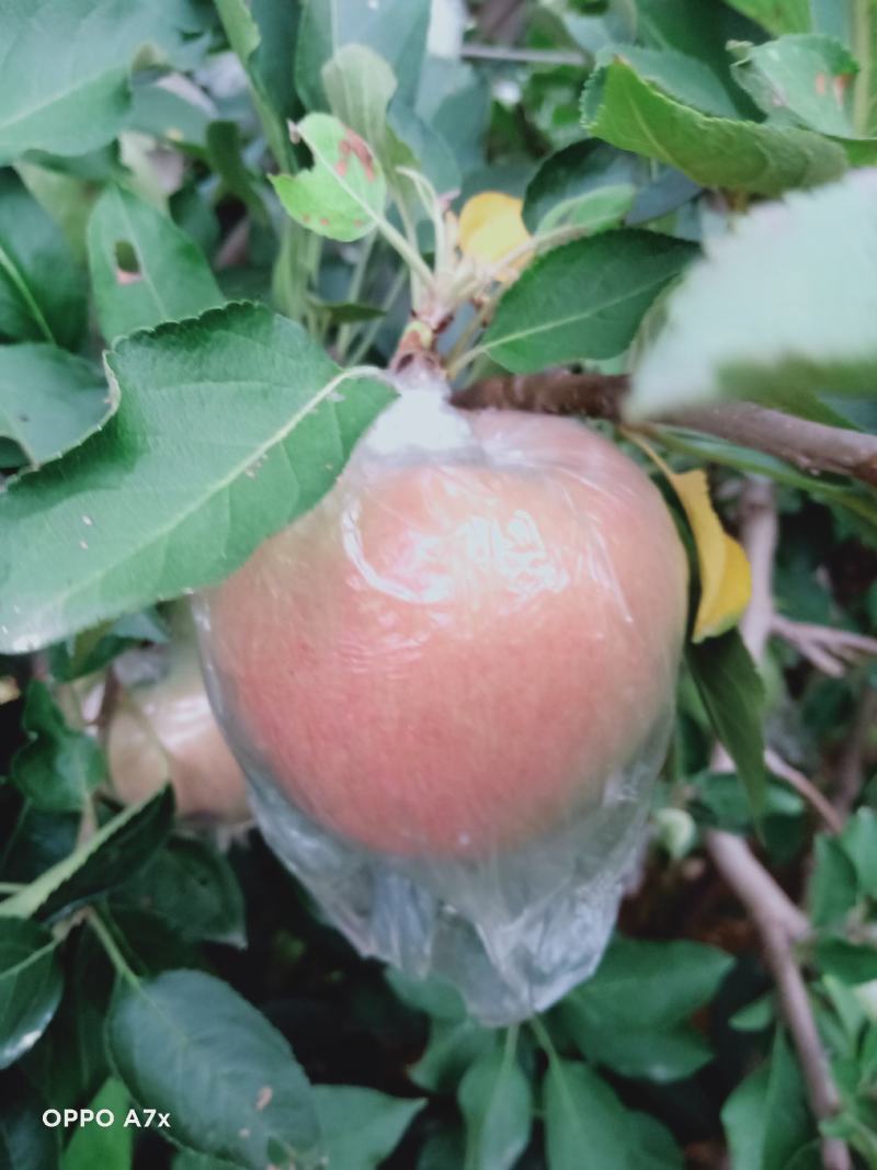 红富士苹果，万亩果园现货，质量保证，量大价优，欢迎采购