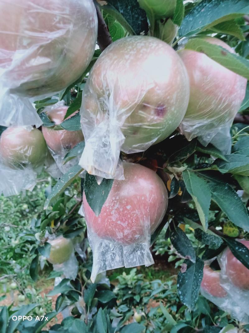 红富士苹果，万亩果园现货，质量保证，量大价优，欢迎采购