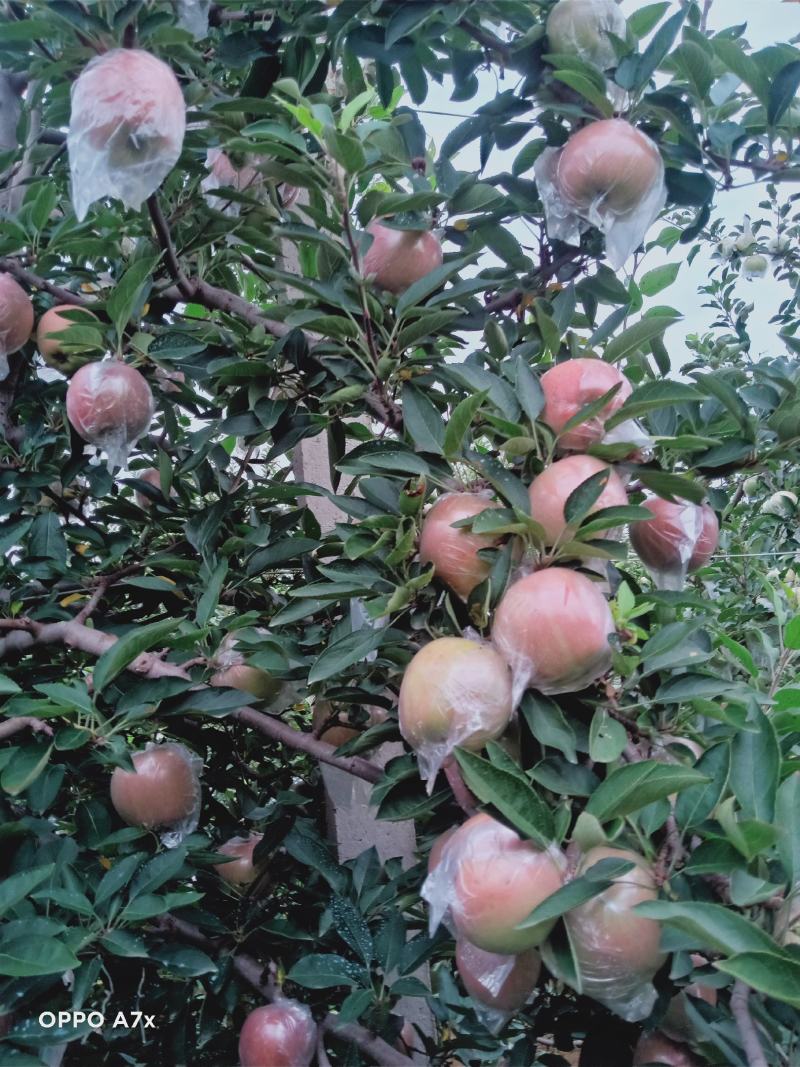 红富士苹果，万亩果园现货，质量保证，量大价优，欢迎采购