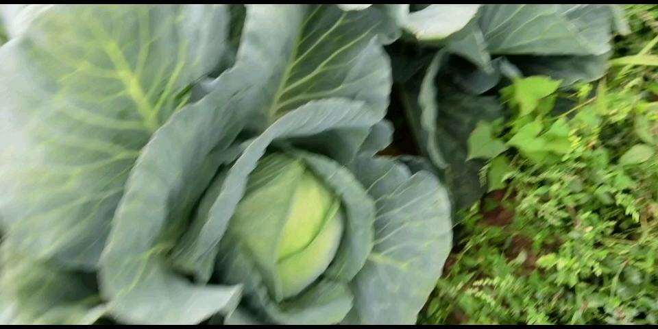 包菜丝炒制全过程