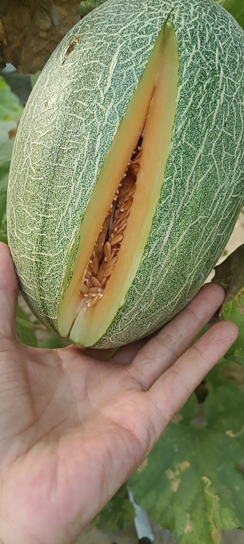 小蜜二五，有电商货，糖度高，产地支发，可以视频看货，