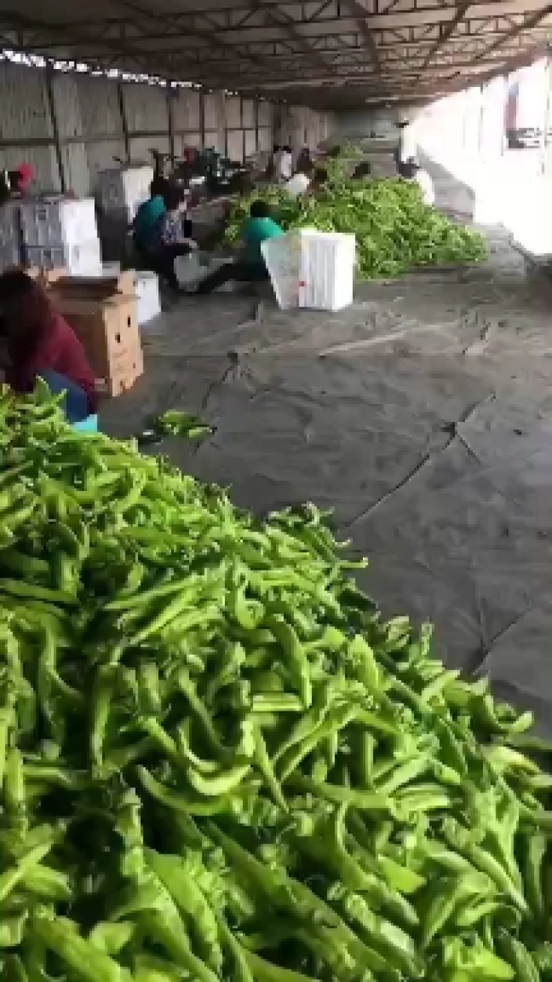 尖椒