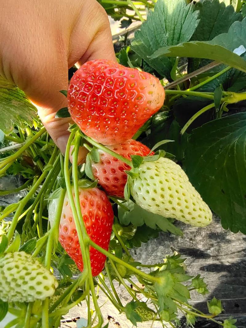 章姬，妙香七号，天仙醉，奶油草莓苗繁育基地，山东草莓苗