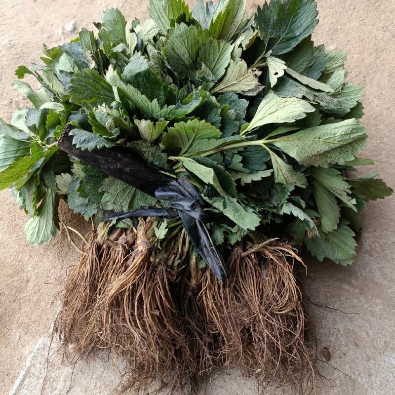 章姬，妙香七号，天仙醉，奶油草莓苗繁育基地，山东草莓苗