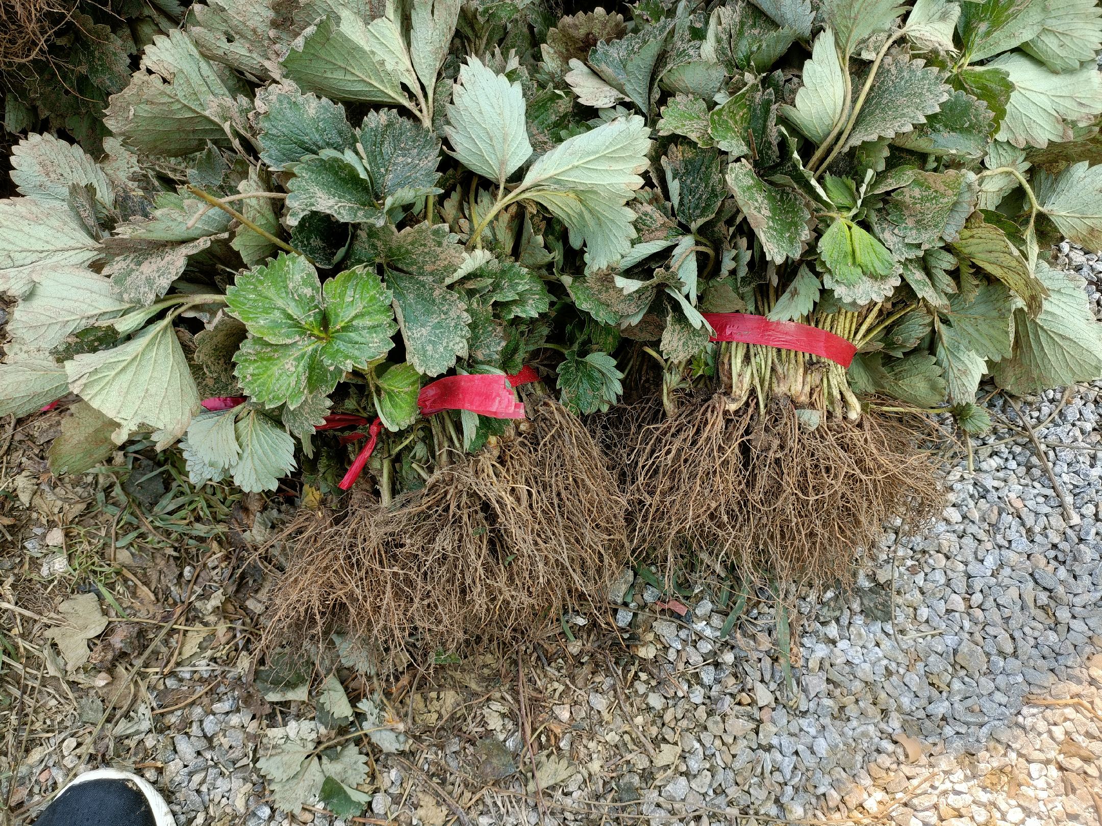 一株健康的奶油草莓脱毒组培苗,展示其发达的白色须根系统和粗壮的紫红色茎基部,叶片呈三出复叶形态,色泽鲜绿有光泽,生长点饱满未受损,背景为无菌育苗穴盘 奶油草莓种苗特写