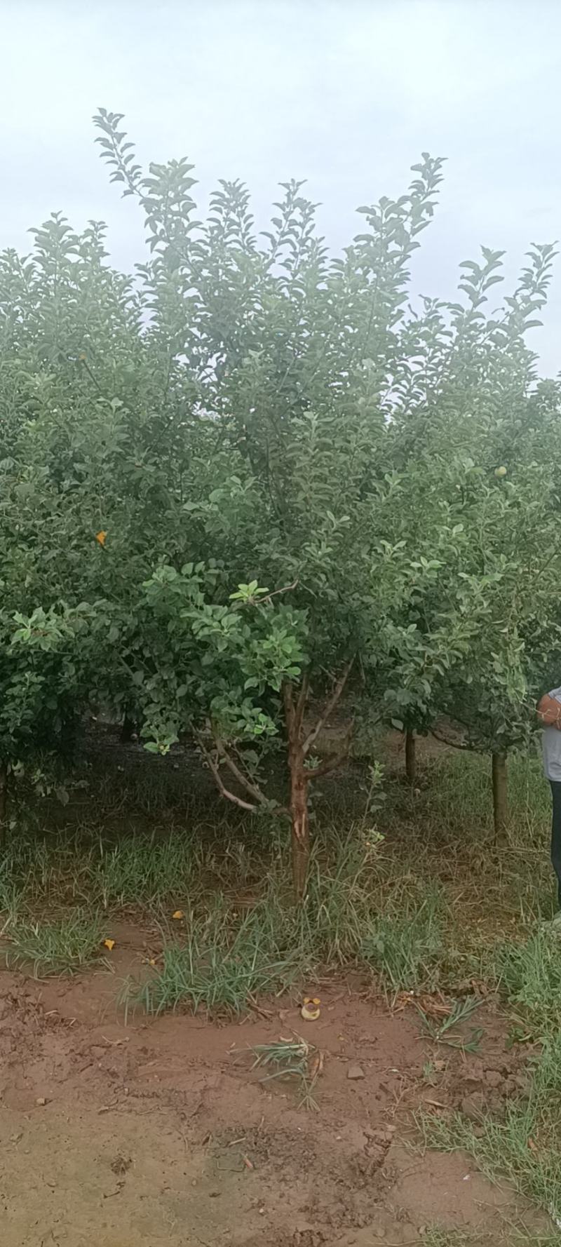 精品苹果树，8~12公分，工程苗，分枝80以上
