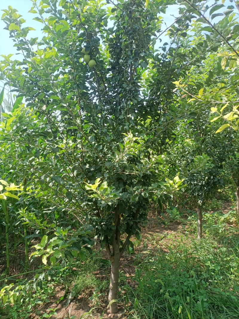 精品苹果树，8~12公分，工程苗，分枝80以上