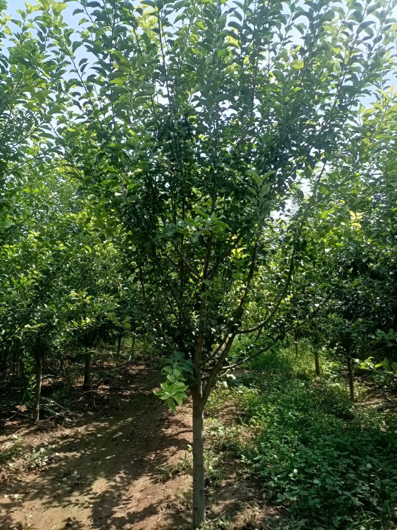 精品苹果树，8~12公分，工程苗，分枝80以上
