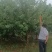 精品苹果树，8~12公分，工程苗，分枝80以上