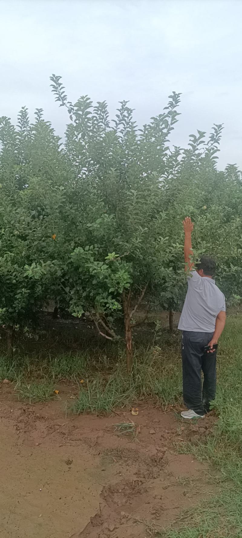 精品苹果树，8~12公分，工程苗，分枝80以上
