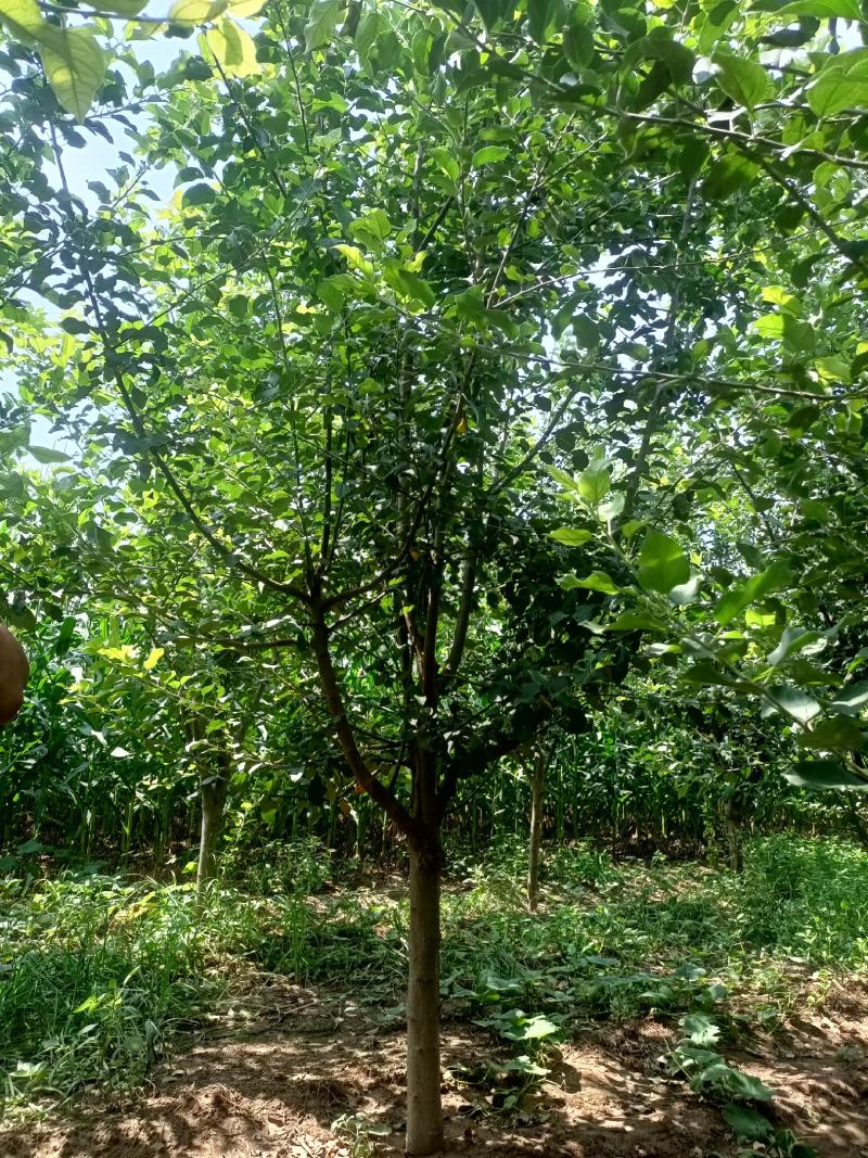 精品苹果树，8~12公分，工程苗，分枝80以上