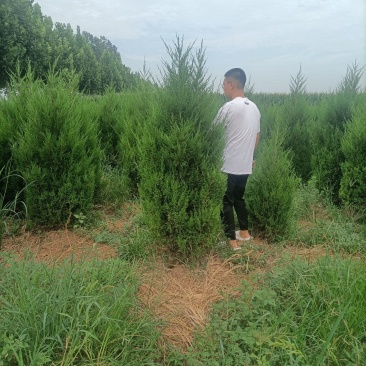 精品蜀桧，1米8~2米2，有1万棵，有需要的联系我