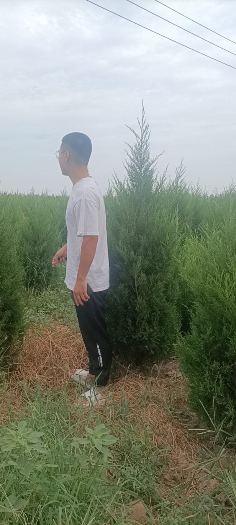 精品蜀桧，1米8~2米2，有1万棵，有需要的联系我