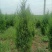 精品蜀桧，1米8~2米2，有1万棵，有需要的联系我
