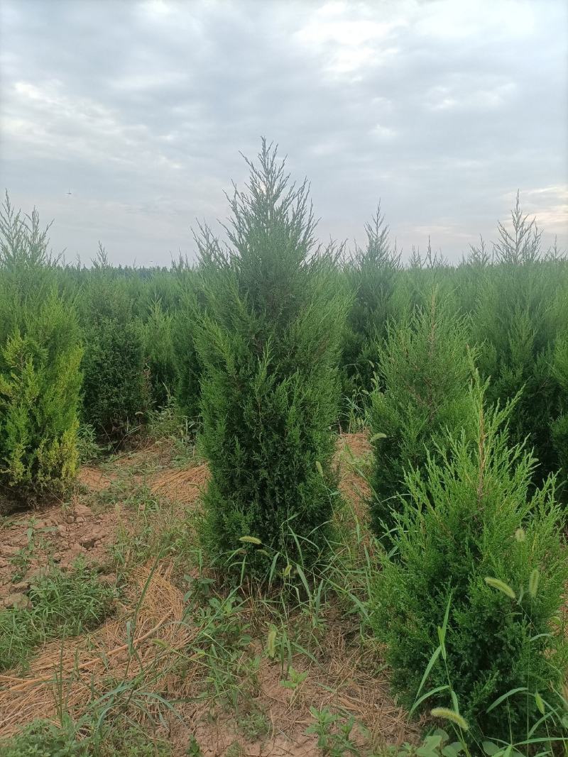 精品蜀桧，1米8~2米2，有1万棵，有需要的联系我