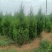 精品蜀桧，1米8~2米2，有1万棵，有需要的联系我