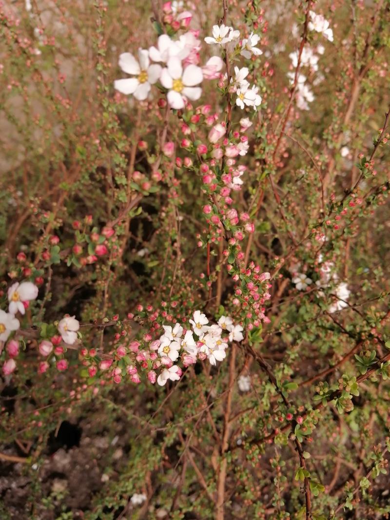 雪柳粉色雪柳喷雪花可做鲜切花，干枝，盆花，高端园艺