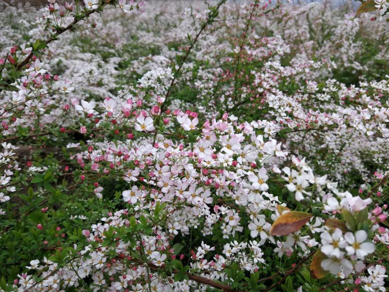 雪柳粉色雪柳喷雪花可做鲜切花，干枝，盆花，高端园艺