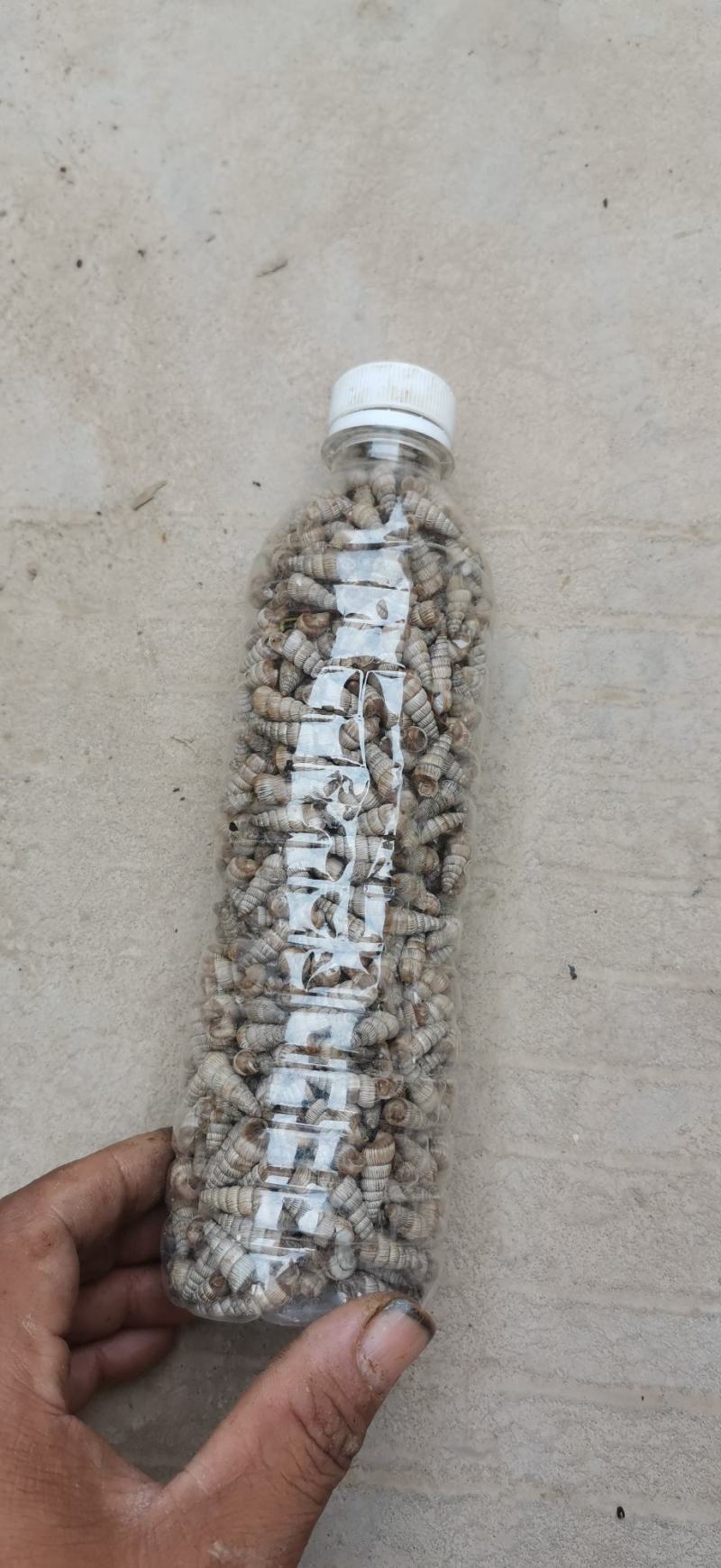甘肃中药旱蜗牛